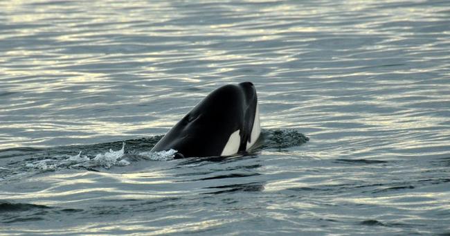 A file photo of a killer whale near Fraser Island in July 2013. Picture: Sea World