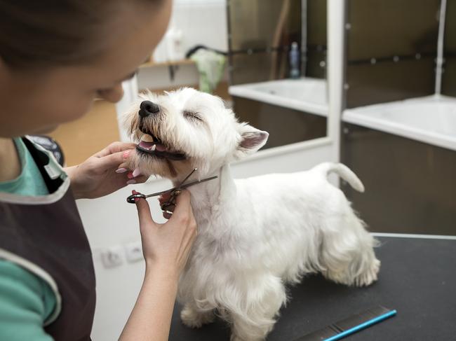 Ms Austin (not pictured) says owners can clean their dog’s ears at home, but it’s best to have a professional groomer or vet show you how to do it first. Picture: iStock