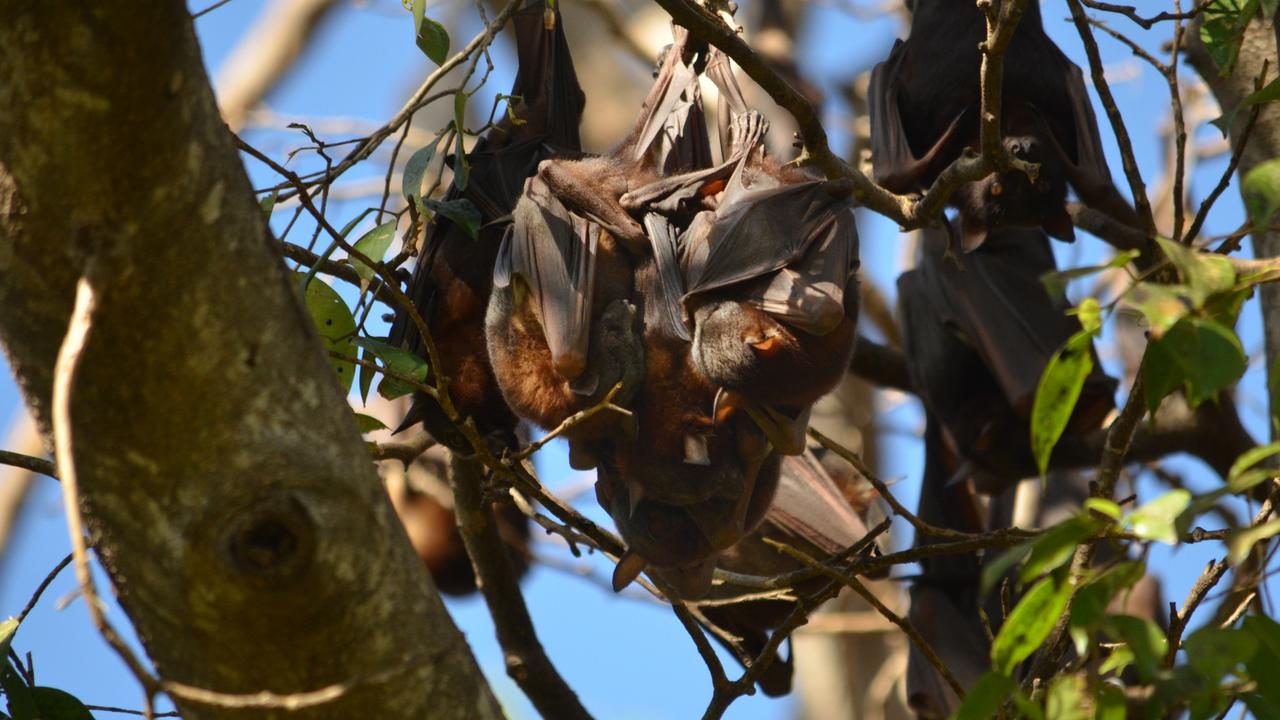 The public has been warned not to touch bats after an animal infected with a deadly bat virus was found in an Ipswich park.