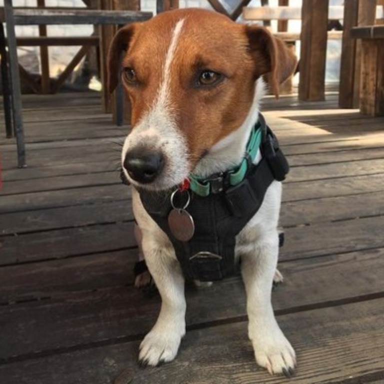 The canine can be easily identified by his signature vest. Picture: Instagram @patron_dsns