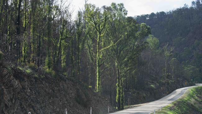 Scott Morrison will announce a new grants program for the Victorian forestry sector. Picture: Dannika Bonser