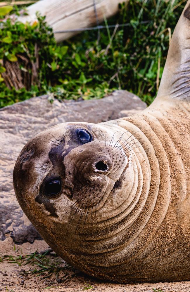 Neil the Seal at Clifton Beach Picture: Linda Higginson