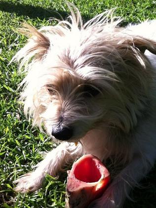 Steve Herbert's dog Ted. Picture: Facebook