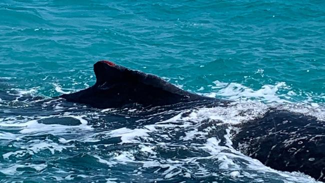 After being stranded for several hours, the whale was able to free itself and was now swimming in 15 metres of water, according to a statement from DESI.