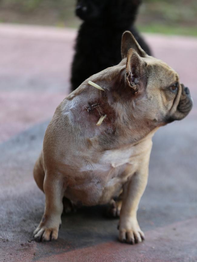 And his french bulldog. The court heard his dog breeding business could earn him up to $12,000 a pup.