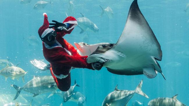 Santa’s underwater antics blows crowds away