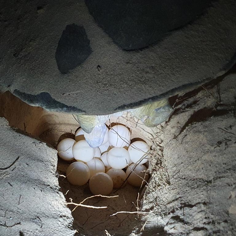 A turtle nest being monitored by Team Turtles CQ volunteers at Tannum Sands beach. Picture: Ian Anderson