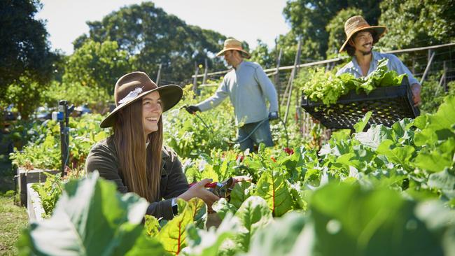 City communal farms such as the one at Northey Street in Brisbane will continue to grow in popularity.