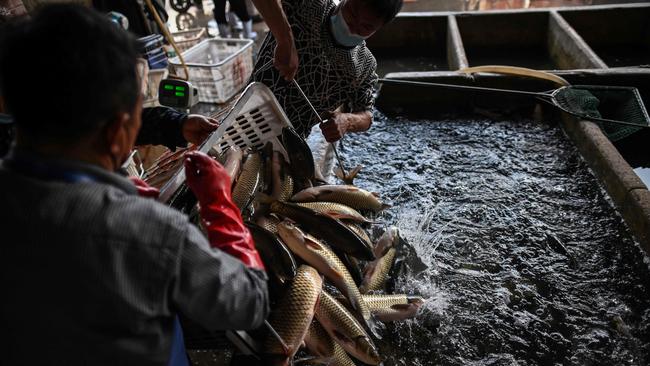 Workers unload fish from a truck at a shop at the Wuhan Baishazhou Market in Wuhan in China's central Hubei province. Picture: AFP