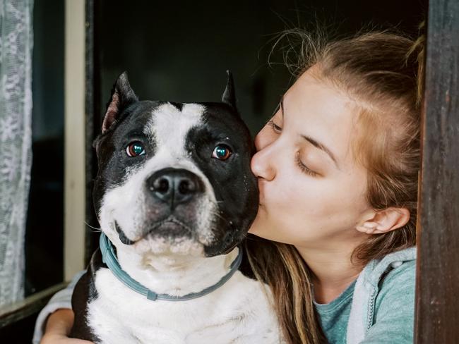 SMART Pets. Window, Dog, Open, Domestic Life. Picture: iStock