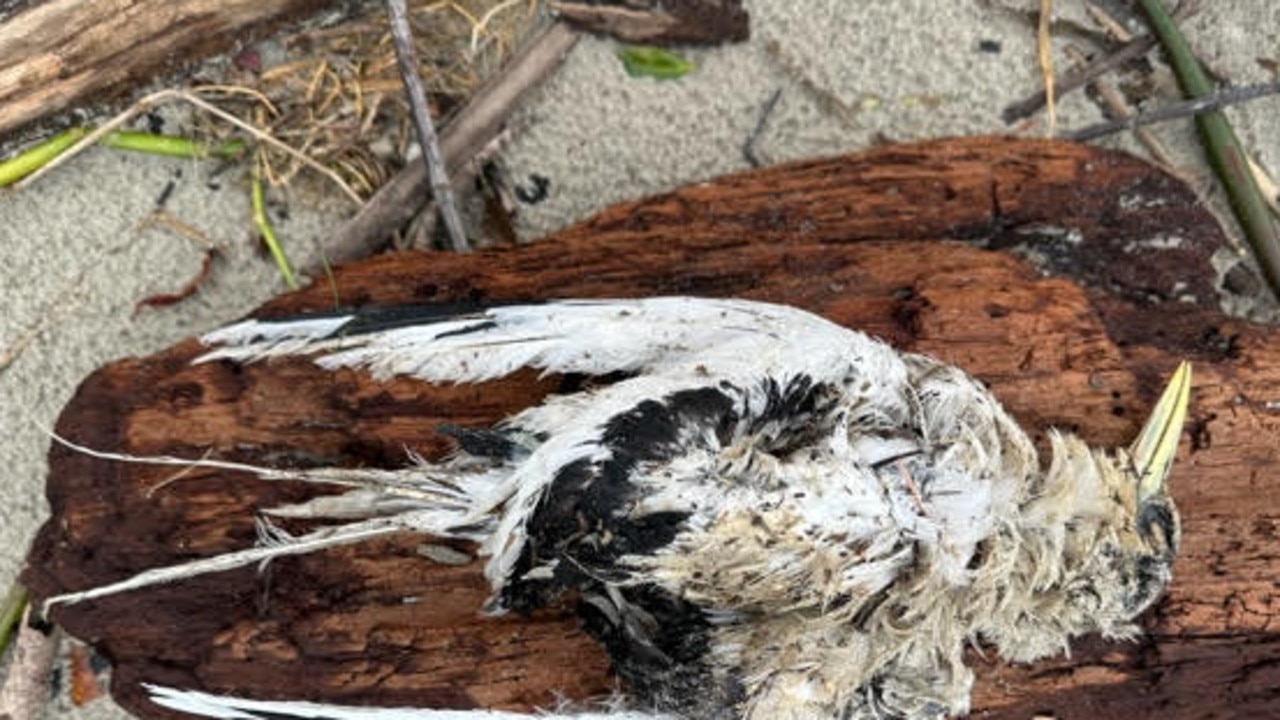 Thousands of animals killed or made homeless by Cyclone Jasper | The ...