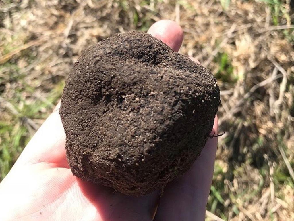 A truffle found last season in the Adelaide Hill. Picture: Adelaide Hills Truffle Dogs
