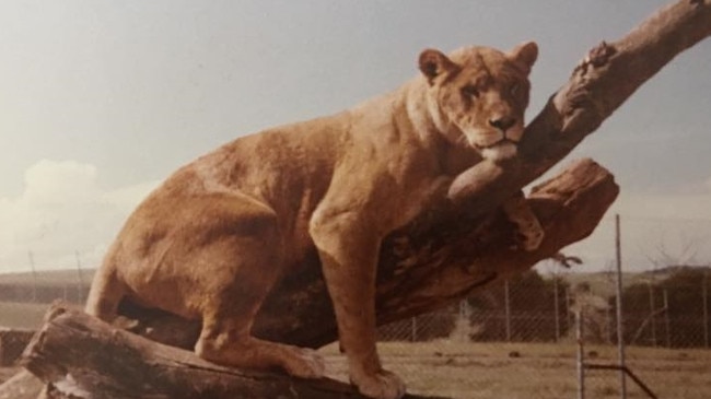 Bacchus Marsh Lion Safari. Picture: Darcy Prendergast