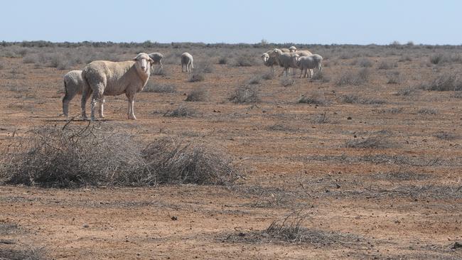 Merino sheep on Tupra Station near Oxley in the NSW Riverina.