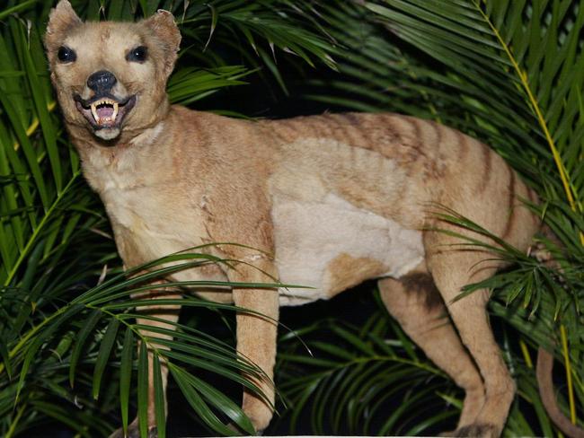 A stuffed Tasmanian tiger. The last known one died in 1936. Picture: Torsten Blackwood