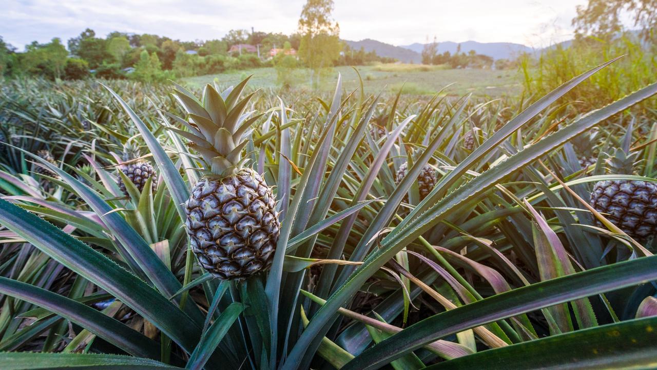 Garden Q&A: How do I know when to harvest pineapple?