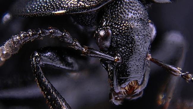 Who you calling ugly? A Black Beetle by Mr Pekka Honkakoski. Source: supplied