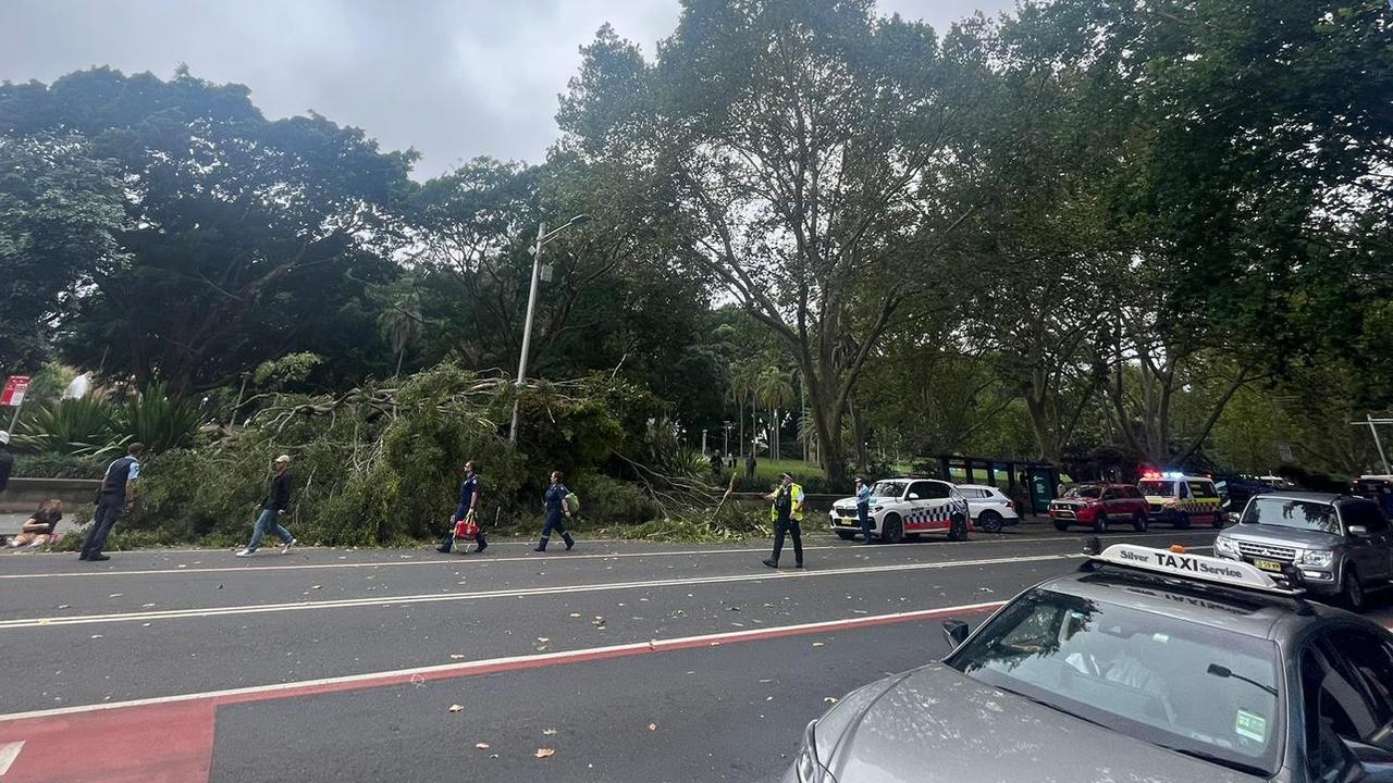 A tree has fallen onto a person from Hyde Park onto the footpath on Elizabeth in Sydney CBD.