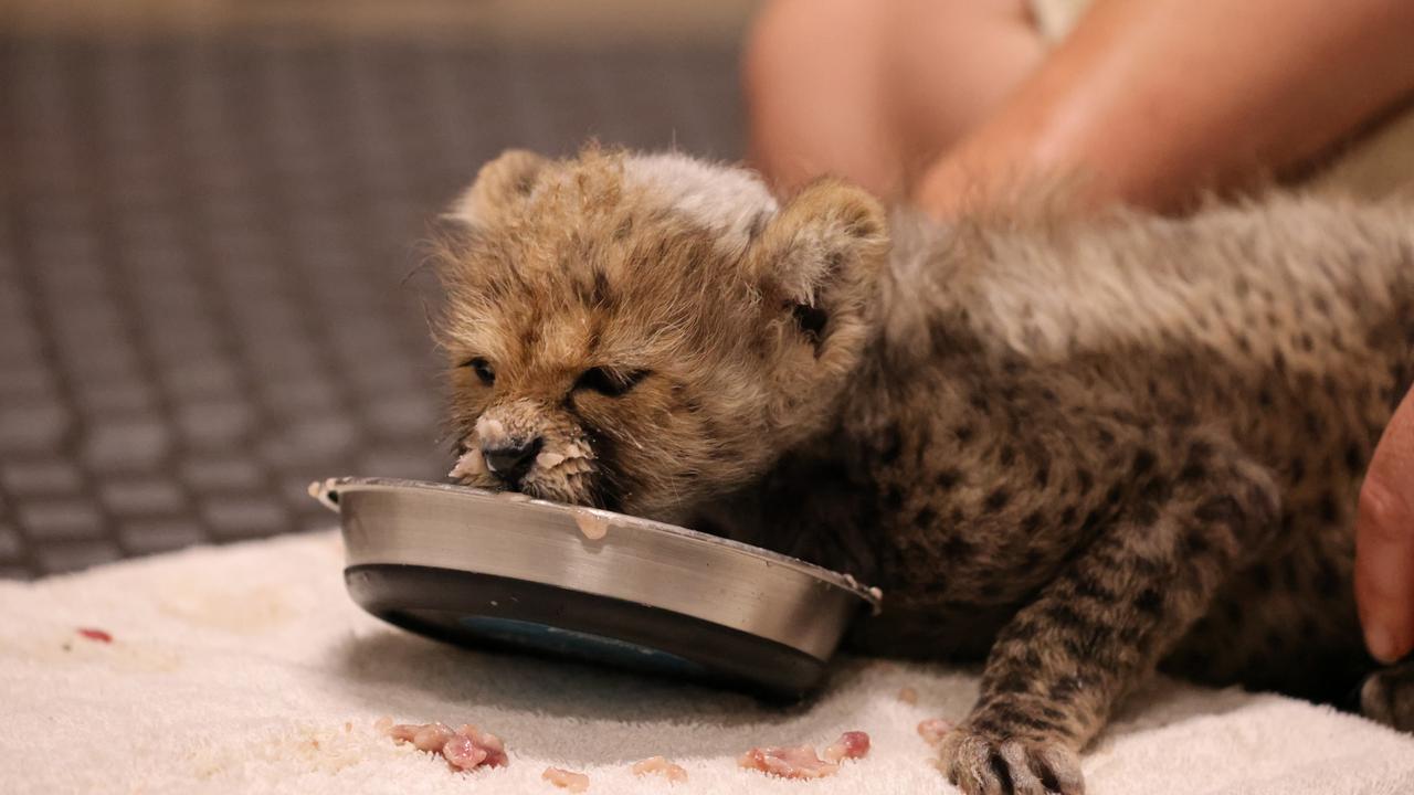 At seven weeks old the cub is able to eat from a bowl. Picture: Taronga Western Plains Zoo