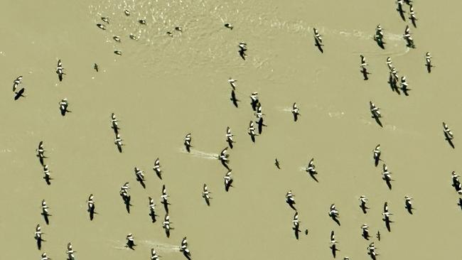 Pelicans flock to the floods. Picture: Trevor Wright