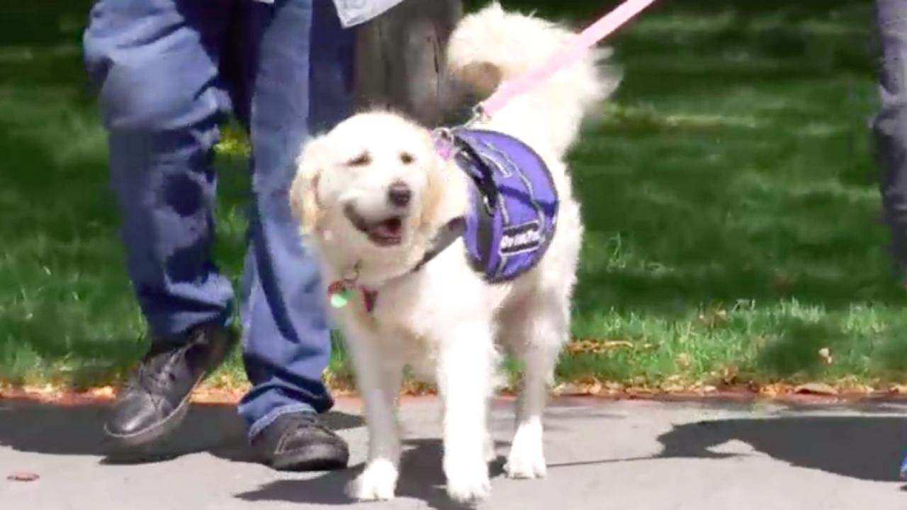 Mr Sanderson experiences panic and agitation when he’s not accompanied by his assistance dog Sun. Picture: ABC