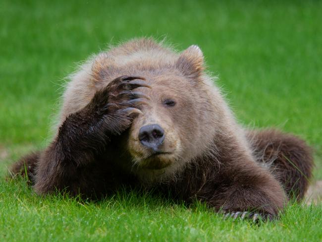 Comedy Wildlife Photography Award Finalist: A grizzly bear face palms. Picture: Danielle D'Ermo / CWPA / Barcroft Images