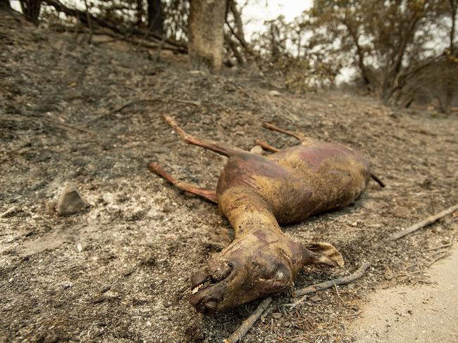 A deer burned in the Carr Fire rests by a sidewalk in Redding, California. Picture: Getty