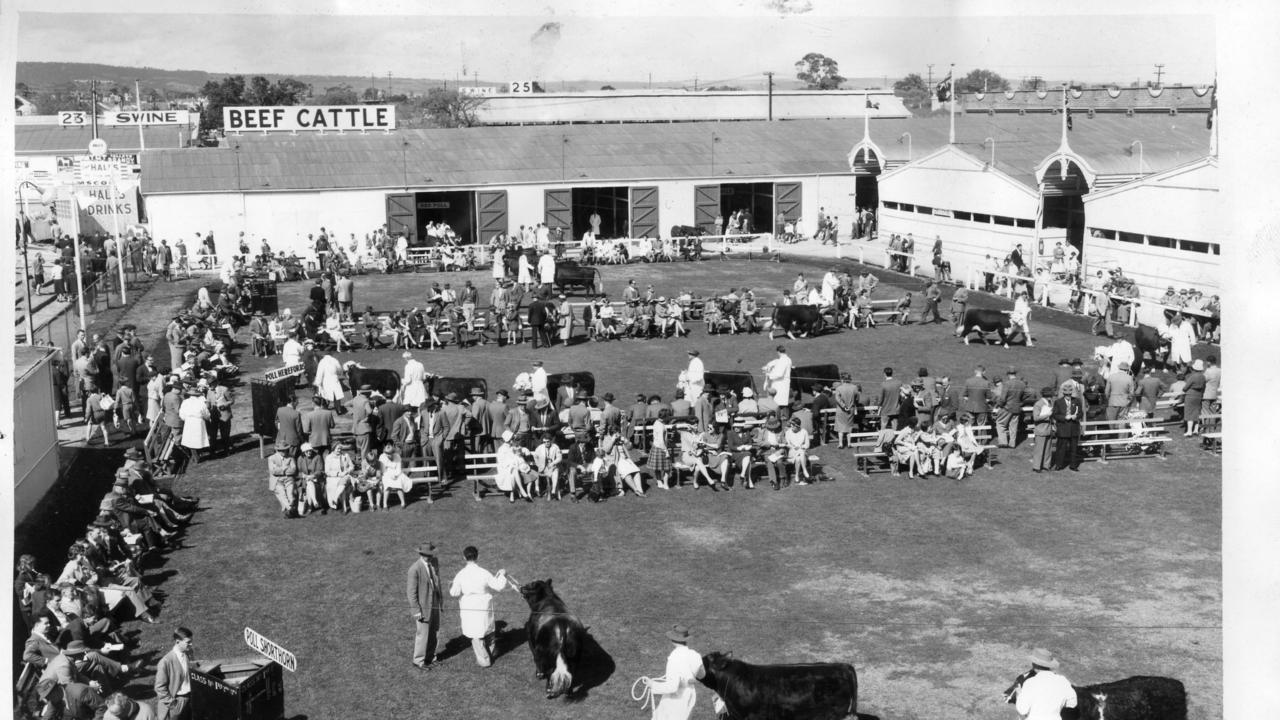 Royal Adelaide Show, 1961. Beef cattle judging. Photo: Pat Crowe.