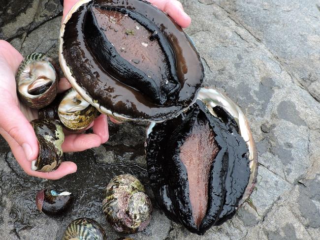 A generic picture of harvested abalone. Picture: Emma Lee