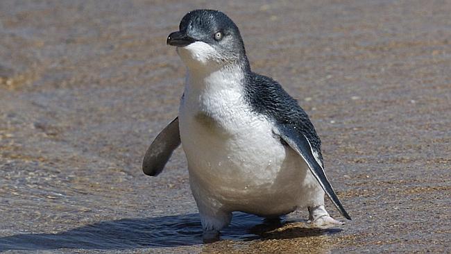 Little penguins at Manly Sea Life Sanctuary complete moulting | Daily ...