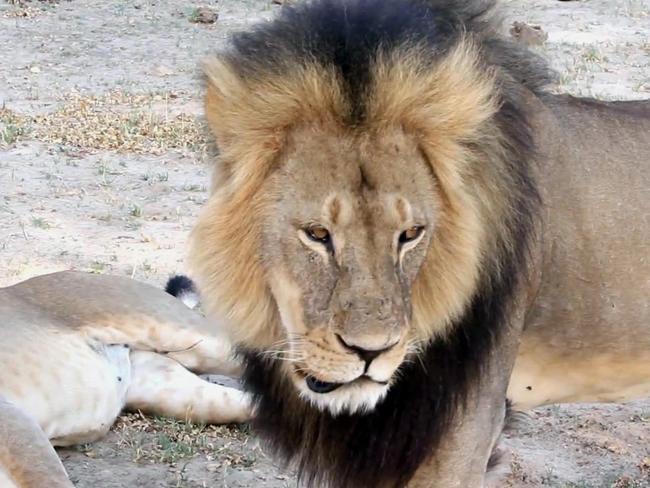 Killed ... A well-known, protected lion known as Cecil strolls around in Hwange National Park. Picture: AP