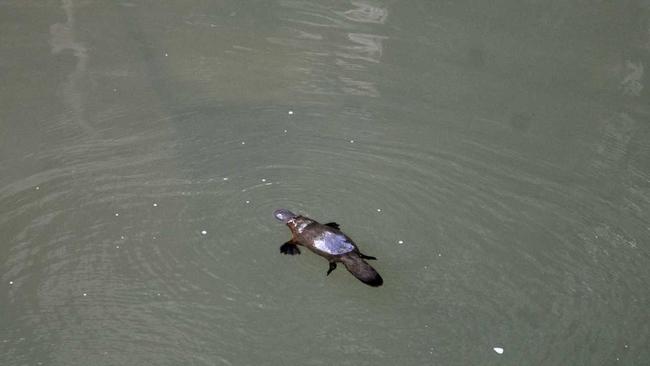 Platypus swimming at Broken River, Eungella in July 2020. . Picture: Rae Wilson