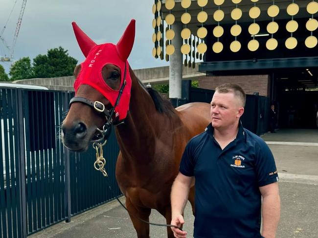 The Joe Pride-trained Think About It is about to be loaded on to his float after his amazing recovery from a fall in the Sydney Stakes at Royal Randwick on October 19, 2024. Picture: Brave Pride (MUST CREDIT)