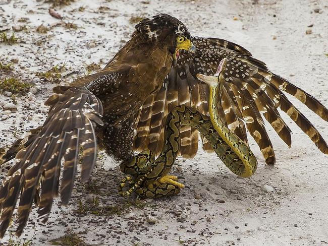 Scream Of Death ... The snake in this photograph is curled in defense, knowing that its best chance for survival lies in attacking the much larger Crested Serpent Eagle. Location: South Borneo. Picture: Antonius Andre Tjiu (ID)/Siena International Photo Awards 2016