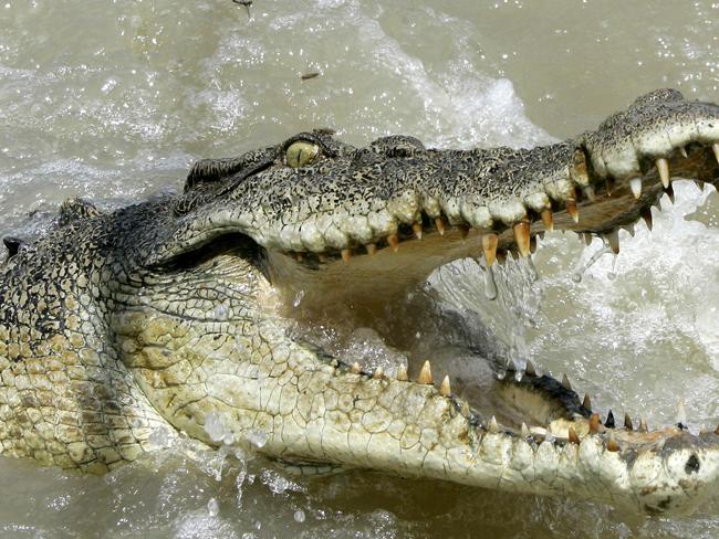 Saltwater crocodile in Adelaide River, NT 15 Oct 2005. /Crocodiles