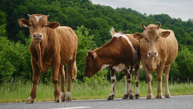 Herd on the road in Russian village in mountains. Agriculture industry concept. Three Brown and red cows stay on road in summer. Front Wide angle view.