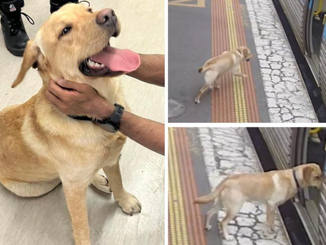 Storm the Labrador travelled from Hoppers Crossing to Flinders Street Station all by himself on a train. Picture: Supplied by Metro Trains