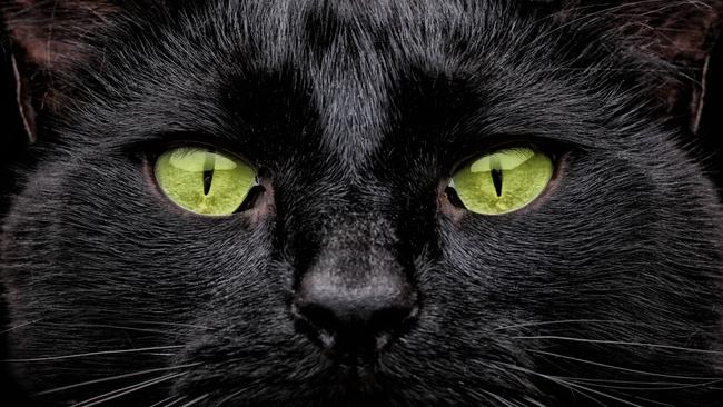 black cat with green eyes; close-up