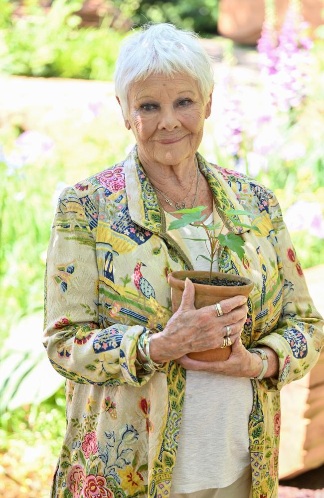 Dame Judi Dench told a journalist at The RHS Chelsea Flower Show at Royal Hospital Chelsea that she has no plans to continue acting. Photo: Jeff Spicer/Getty Images.