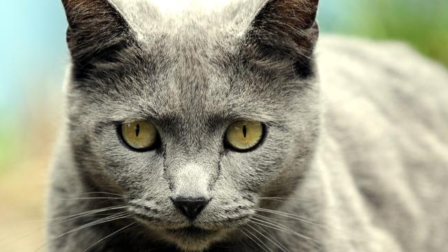 A cat curfew is coming to Knox and the council wants people to have their say.