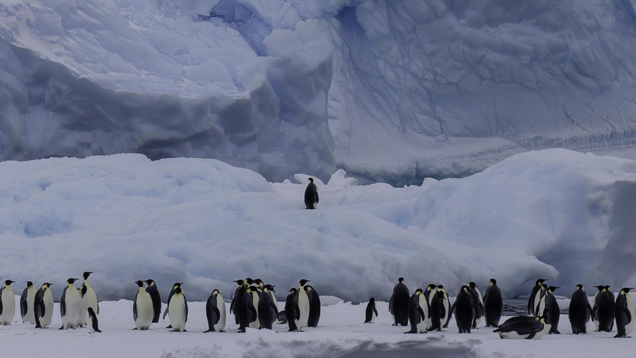 Emperor penguins in Antarctica. Picture: Pete Harmsen/AAD