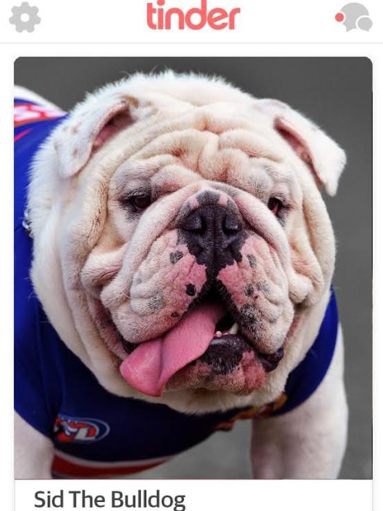 Swipe right — Sid the Bulldog is looking for love. Picture: Altered image