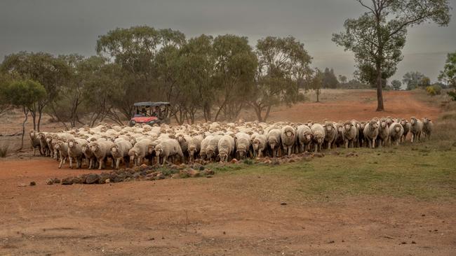 Karbullah Poll Merinos focus on fertility, lamb survivability, worm resilience and outstanding wool quality.