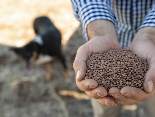 CROPS: Teghan and Kyle PearseTeghan and Kyle Pearse with their kids: 5yo Jack, 2yo Ted and 10 month old Charlie and Kelpie named BelPICTURED:  Kyle Pearse with lentils.PICTURE: ZOE PHILLIPS