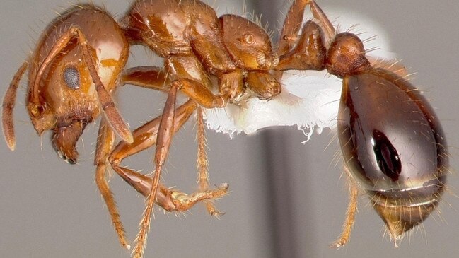 Fire ants have been found all over Queensland. Photos: Invasive Species Council