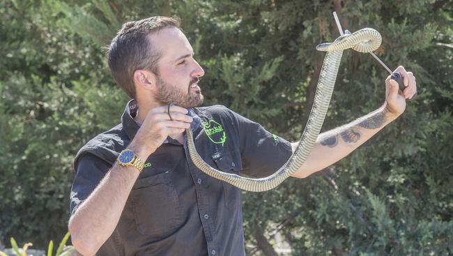 Snake catcher Jarrod Bingham wants people in Hume not to be charged to have snakes removed from their property. Picture: Rob Leeson.