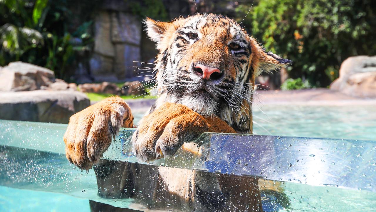 The theme park said tigers remain a critical part of the experience at Dreamworld and for Dreamworld Wildlife Foundation.