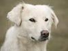 Dog euthanised after little girl mauled in family’s home