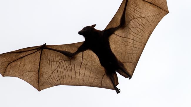 Little Red Flying Fox in flight fro front page