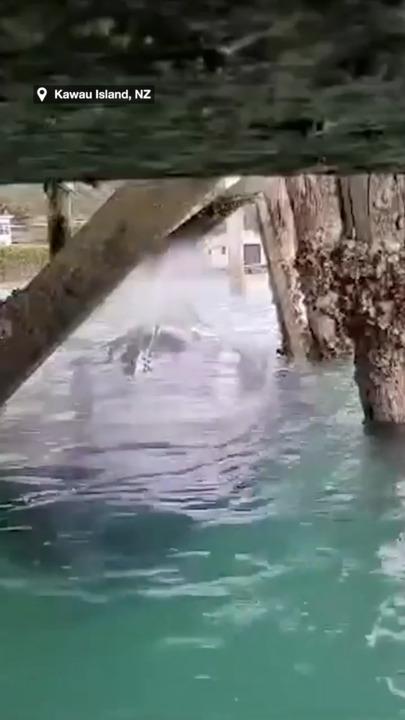 Blue whale stuck under wharf is rescued in NZ